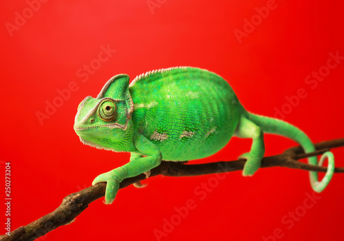 Cute green chameleon on branch against color background © Pixel-Shot