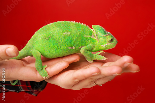 Woman holding cute green chameleon against color background