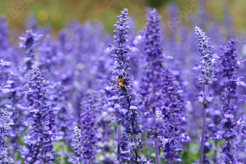 Fototapeta Naklejka Na Ścianę i Meble -  Bee eating nectar at purple little flowers in garden