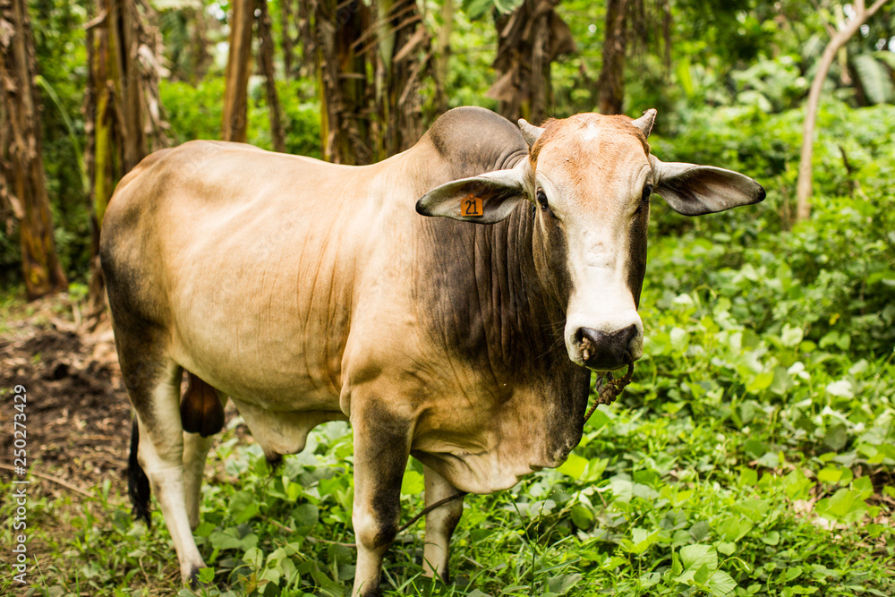 Brown cow closeup greenery background Brown cow closeup greenery background