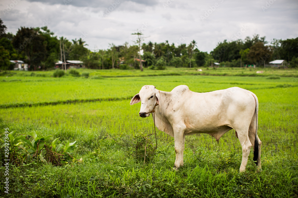 White cow green grass farm livestock rice fields