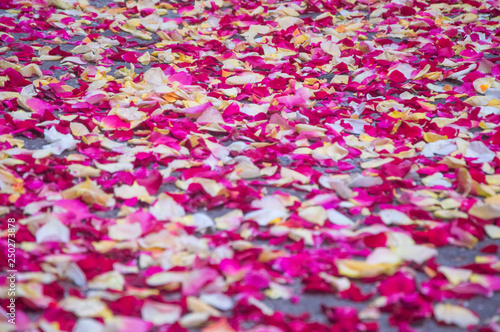 abstract background of pink rose petals
