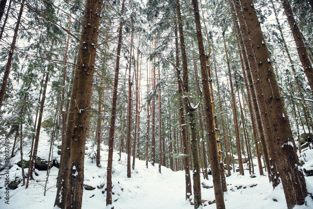 Fototapeta premium Coniferous forest at mountain resort on winter day