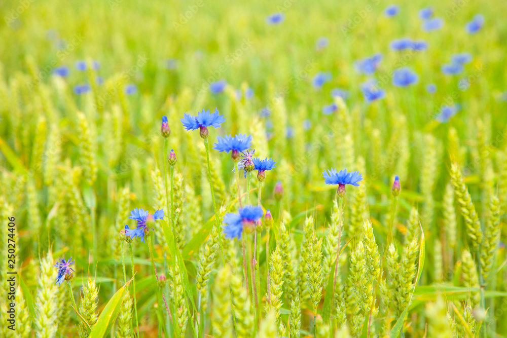 Wild cornflowers in a cereals field Wild cornflowers in a cereals field