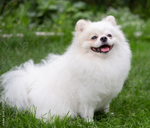 Beautiful white dog - pomeranian spitz. Pomeranian puppy dog cute pet happy smile playing in nature © Victoria