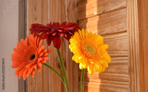 Gerbera flowers on a wooden background.