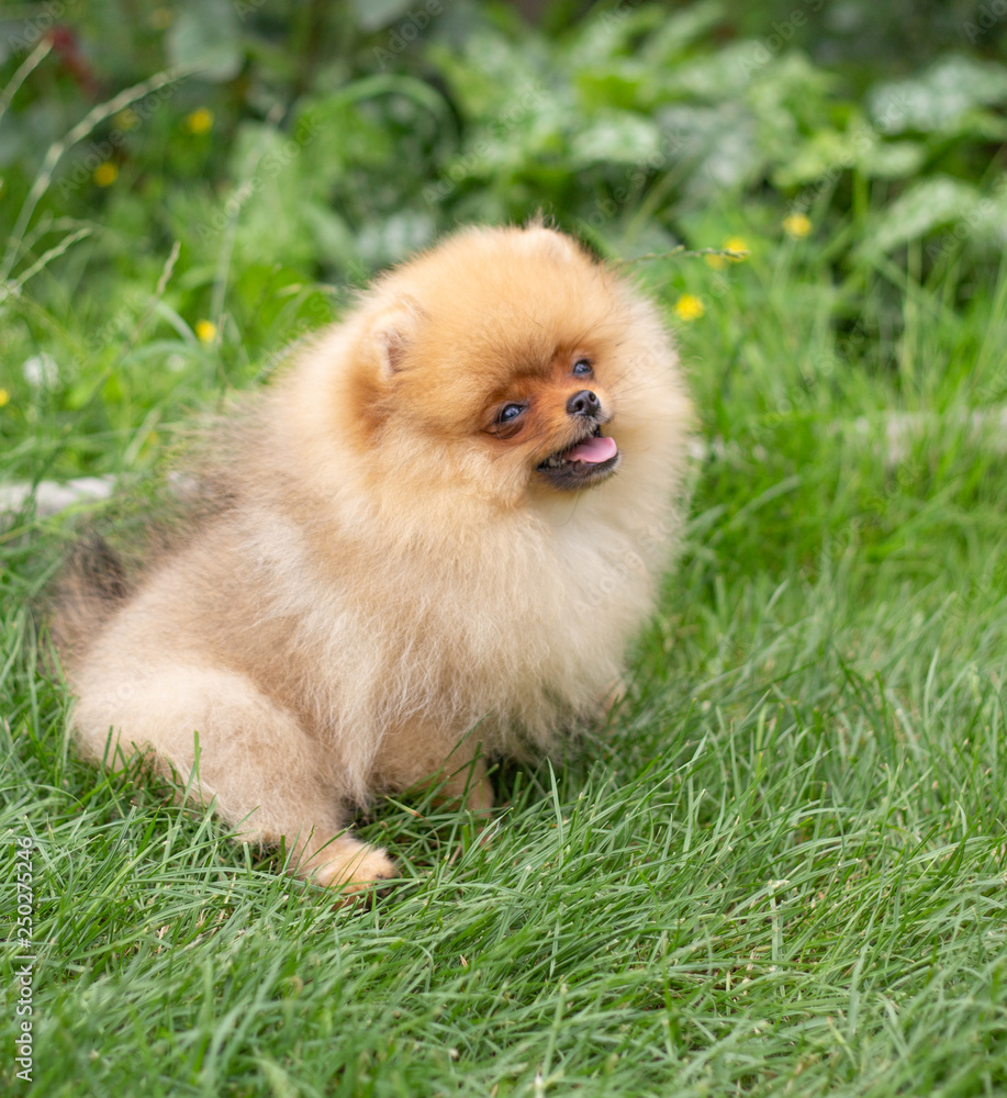 Beautiful orange dog - pomeranian Spitz. Puppy pomeranian dog cute pet happy smile playing in nature Beautiful orange dog - pomeranian Spitz. Puppy pomeranian dog cute pet happy smile playing in nature