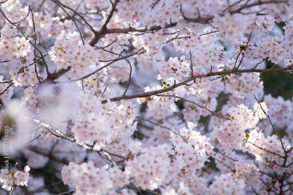満開の桜 日本の春 満開の桜 日本の春