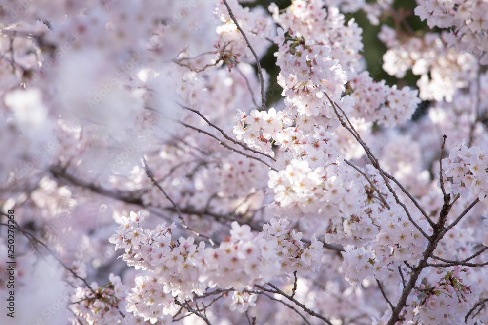 満開の桜 日本の春 満開の桜 日本の春