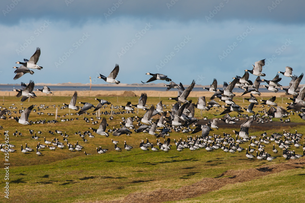 Birds soar. Lots of birds in the air. Migratory birds. Migration of animals.  Stock Photo | Adobe Stock