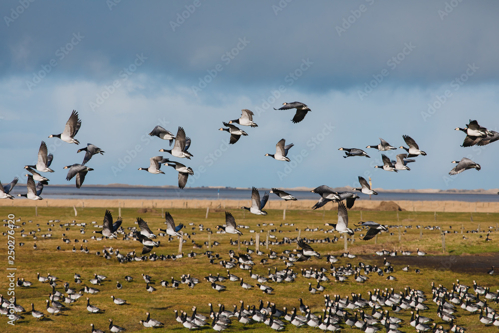 Birds soar. Lots of birds in the air. Migratory birds. Migration of animals. Birds soar. Lots of birds in the air. Migratory birds. Migration of animals.