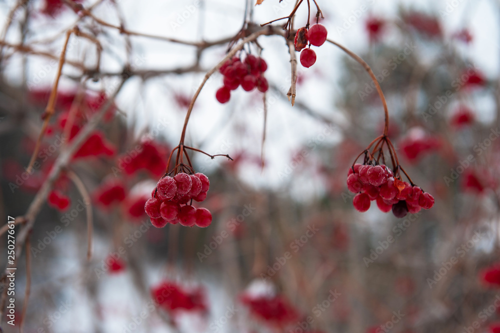 Rowan tree with branches of berries in the winter forest Rowan tree with branches of berries in the winter forest