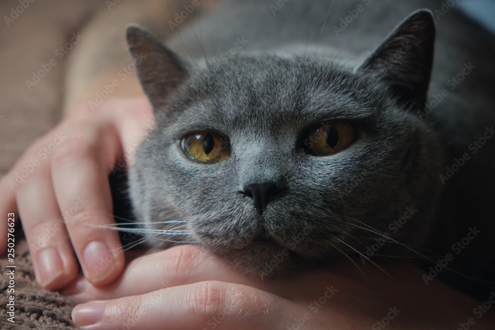 Close-up portrait of British cat lying with its head on human hands