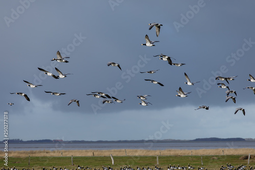 Birds soar. Lots of birds in the air. Migratory birds. Migration of animals. © Yauhen Leukavets