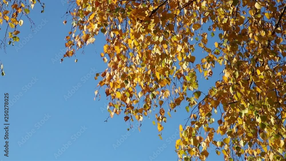 Yellow birch leaves and branches, view with the tree trunk in the frame corner Yellow birch leaves and branches, view with the tree trunk in the frame corner