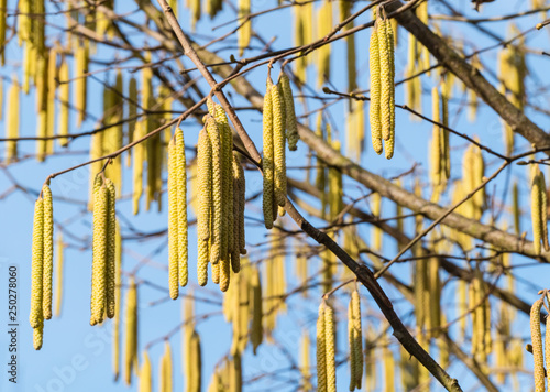 Wallpaper Mural Haselnussbaum Frühling Haselkätzchen Torontodigital.ca