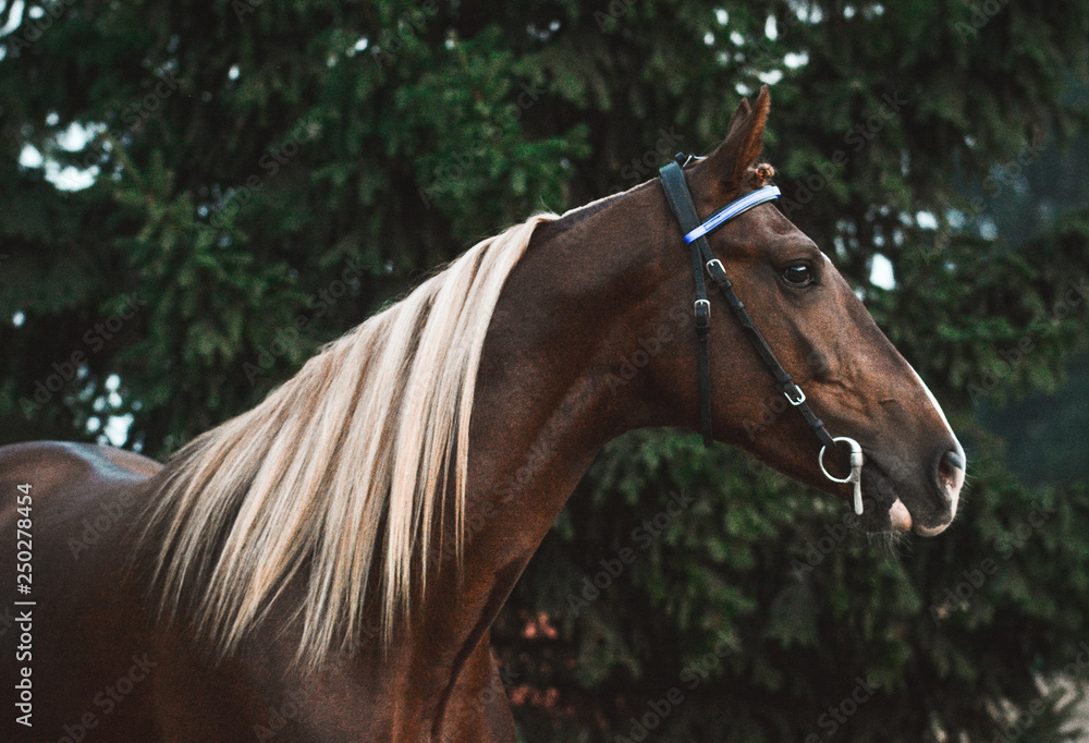 Beautiful red horse on a green fir-tree background