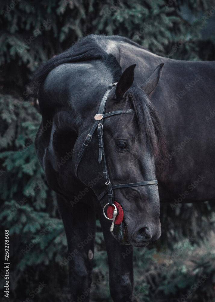 Portrait of a black stallion on a green fir-tree background