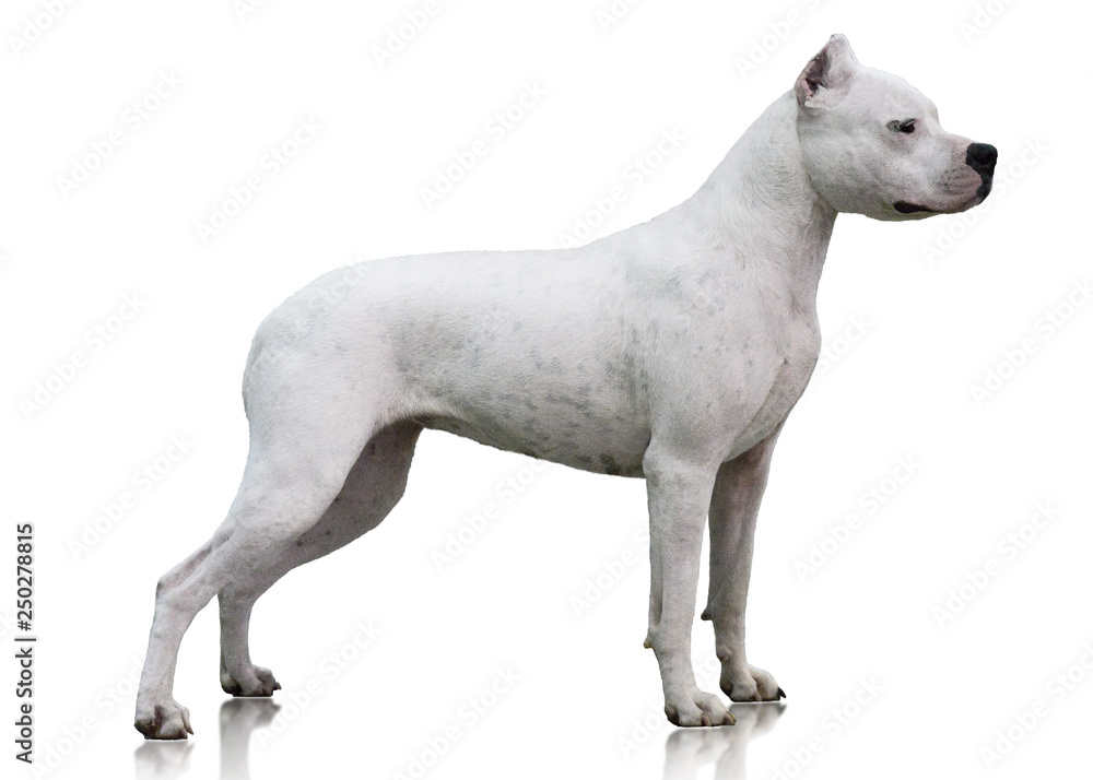 Dogo Argentino stand isolated on white background