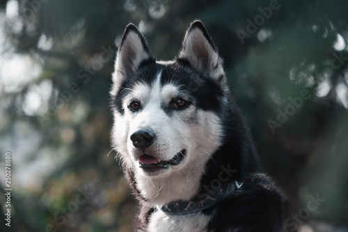 Obraz na płótnie Portrait of a black and white siberian husky dog w salonie