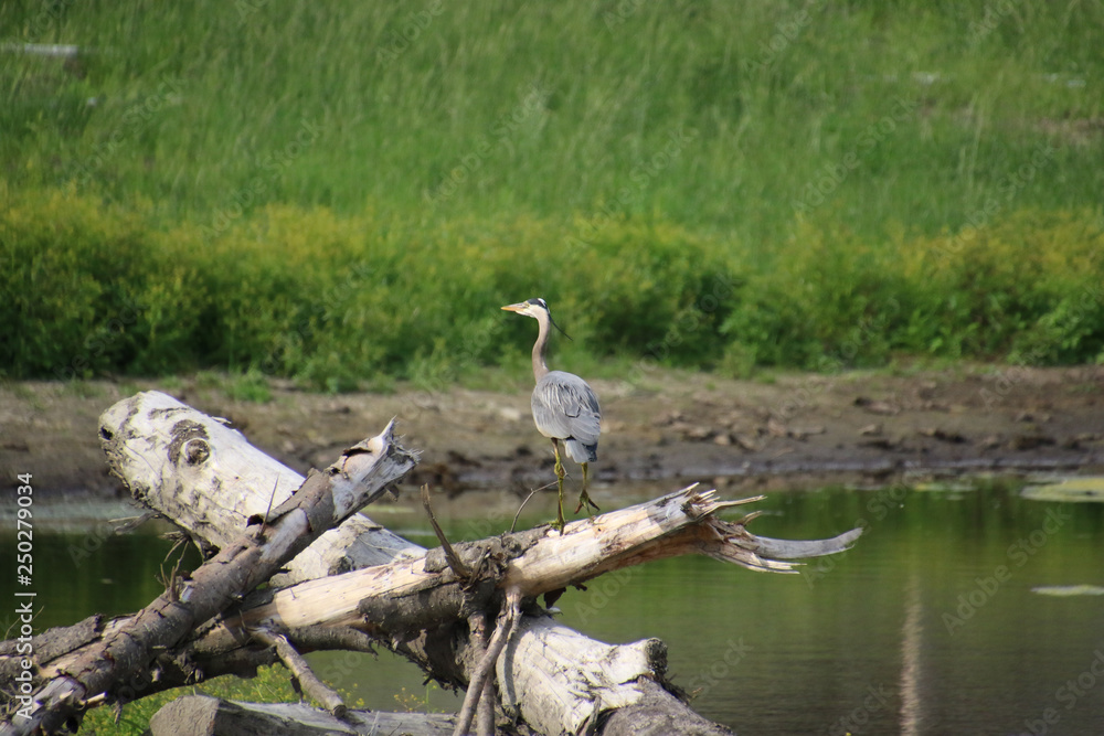 A great blue heron standing on old log A great blue heron standing on old log