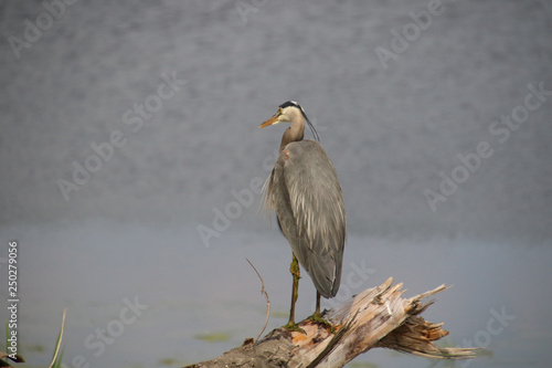 A great blue heron perched on a large log