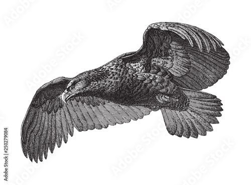 Sea Eagle (Haliaeetus Albicilla) - Vintage illustration from Meyers Konversations-Lexikon 1897 