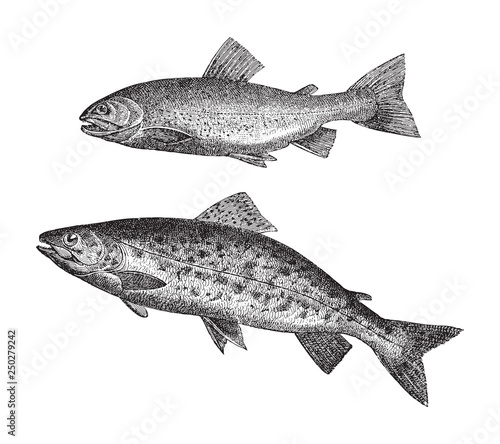 Salvelinus above and Sea trout below / vintage illustration from Meyers Konversations-Lexikon 1897 