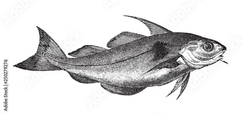 Haddock (Gadus Aeglefinus) / vintage illustration from Meyers Konversations-Lexikon 1897 