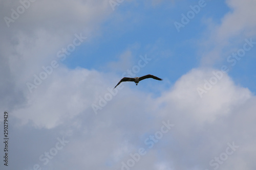 A great blue heron flying towards the camera © David