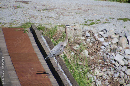 A great blue heron standing on a wooden bridge