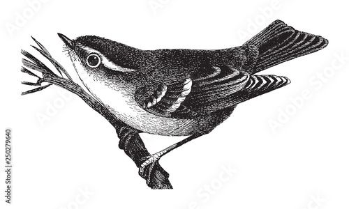 Yellow-browed Warbler (Phylloscopus inornatus) / vintage illustration from Meyers Konversations-Lexikon 1897