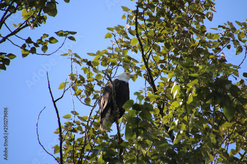 A bald eagle perched on a branch