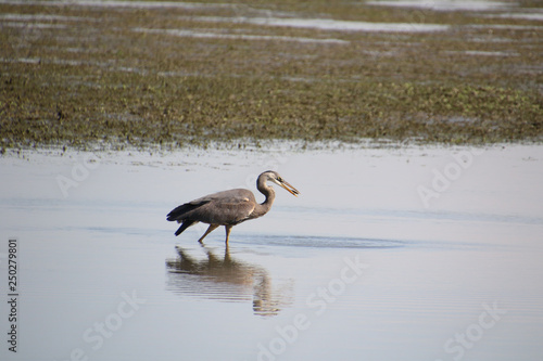 A great blue heron fishing in a shallow body of water © David