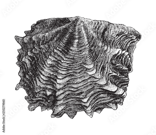 Pearl oyster (Meleagrina margaritifera) / vintage illustration from Meyers Konversations-Lexikon 1897 