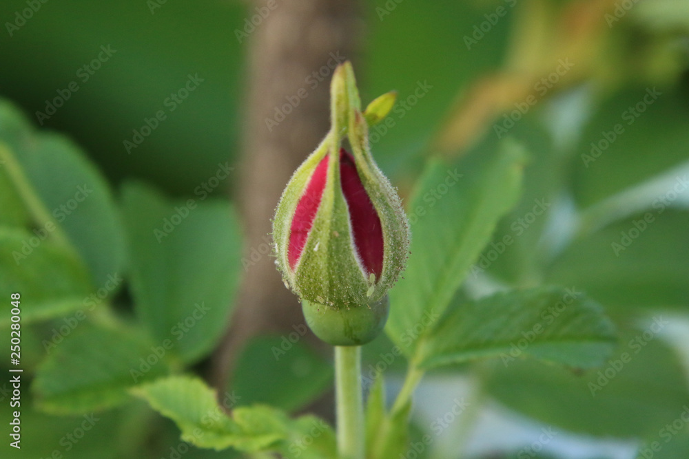 A red flower just starting to emerge from it's bud A red flower just starting to emerge from it's bud