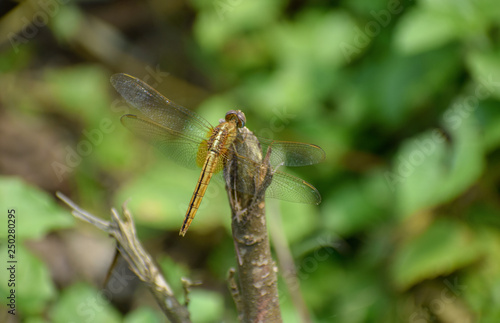 Dragonfly sitting on a stick