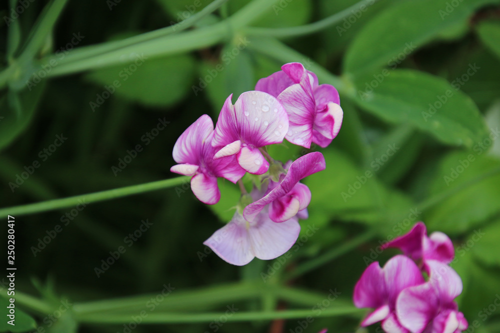 A bunch of pink and white blossoms A bunch of pink and white blossoms