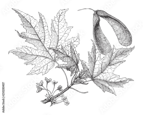 Silverleaf maple (Acer saccharinum) / vintage illustration from Meyers Konversations-Lexikon 1897 