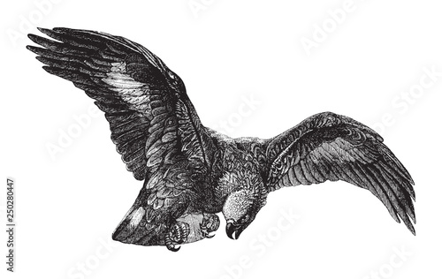 Ring Tailed Eagle (Aquila fulva) / vintage illustration from Brockhaus Konversations Lexikon 1908 