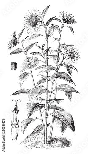 Sunflower (Helianthus annuus) / vintage illustration from Brockhaus Konversations-Lexikon 1908 