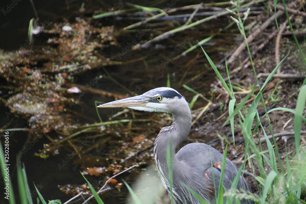 Naklejka premium A great blue heron wading in a pond