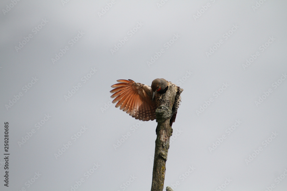 A northern flicker perched on the top of a tree stump A northern flicker perched on the top of a tree stump