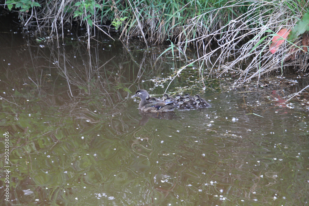 A female wood duck and her ducklings A female wood duck and her ducklings