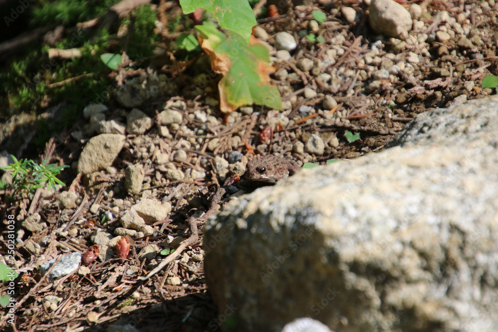 A baby toad crossing a rocky path A baby toad crossing a rocky path