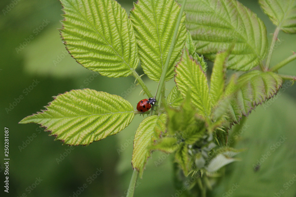 A ladybug sitting at the intersection of leaves A ladybug sitting at the intersection of leaves