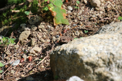 A baby toad crossing a rocky path