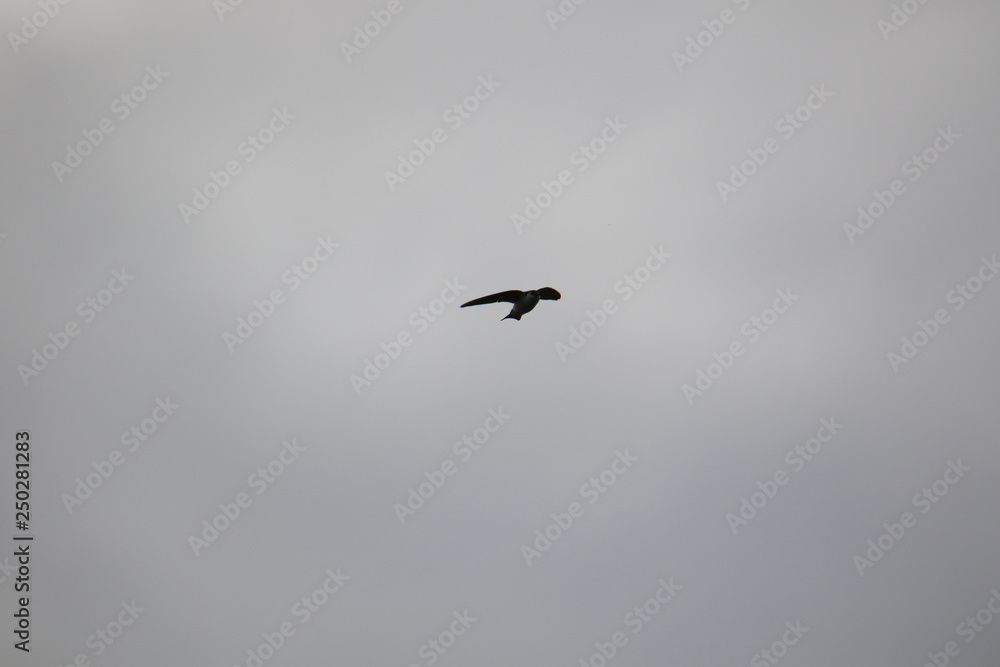 A tree swallow flying on a cloudy day A tree swallow flying on a cloudy day