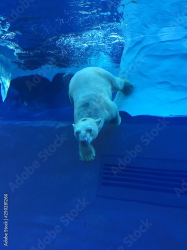 White Polar Bear Swimming in a large pool viewed from an underwater tunnel as the large beast moves gracefully through the water with ease