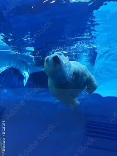 White Polar Bear Swimming in a large pool viewed from an underwater tunnel as the large beast moves gracefully through the water with ease